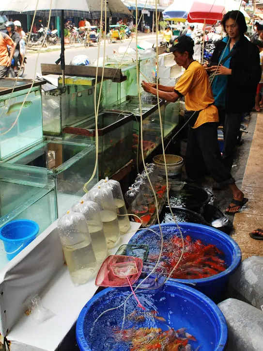 Fish For Sale At Palembang Market Indonesia | Airasia Pesta Blogging Communities Trip 2009 | Things To Do In Palembang, Indonesia | Indonesia, Palembang, Pesta Blogger, Sumatra, Things To Do In Palembang | Author: Anthony Bianco - The Travel Tart Blog